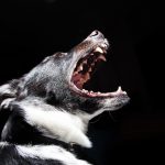 Does A Drug Dog Violate Your Rights?